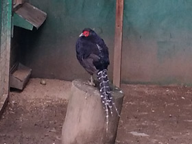 Фото Черная лофура