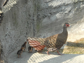 Смотреть фото Лофура Свайно Фото Лофура Свайно