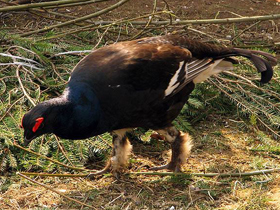 Фото Тетерев