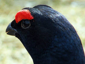 Фото Тетерев