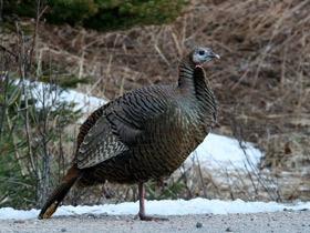Фото Дикая индейка
