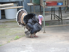 Смотреть фото Домашняя индейка Фото Домашняя индейка