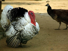 Смотреть фото Домашняя индейка Фото Домашняя индейка