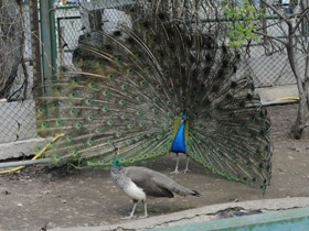 Фото Индийский павлин