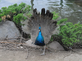 Фото Индийский павлин