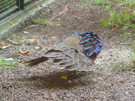 Фото Палаванский павлиний фазан