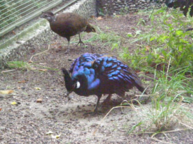 Фото Палаванский павлиний фазан