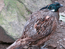 Фото Коклас