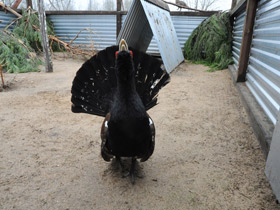 Смотреть фото Глухарь Фото Глухарь