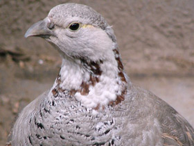 Фото Гималайский улар