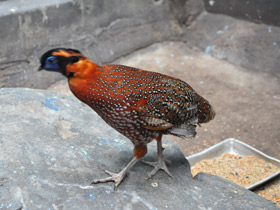 Фото Трагопан-сатир