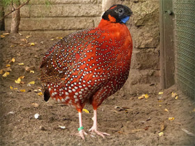 Фото Трагопан-сатир