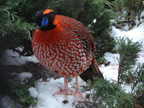 Фото Глазчатый трагопан