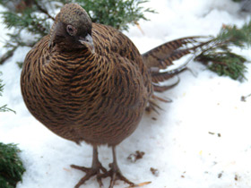 Фото Глазчатый трагопан