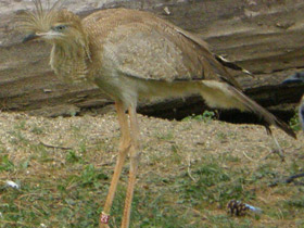 Фото Хохлатая кариама