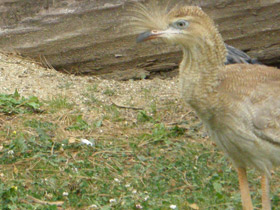 Фото Хохлатая кариама