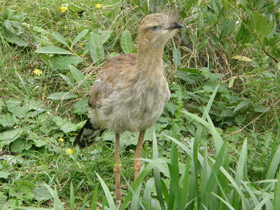 Фото Хохлатая кариама