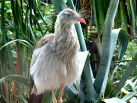 Фото Хохлатая кариама