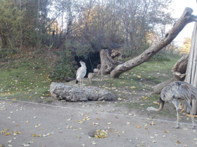 Фото Хохлатая кариама