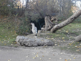 Фото Хохлатая кариама