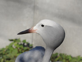 Фото Журавль Стэнли