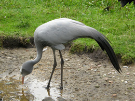 Фото Журавль Стэнли