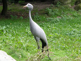 Фото Журавль Стэнли