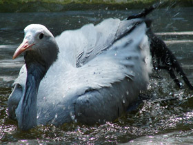 Фото Журавль Стэнли