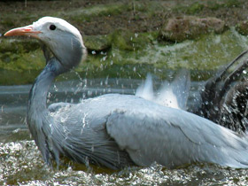 Фото Журавль Стэнли