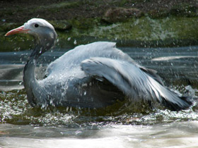 Фото Журавль Стэнли