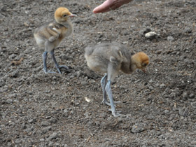Фото Журавль Стэнли