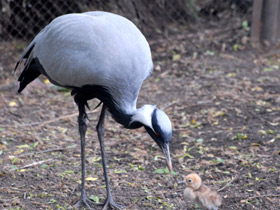 Фото Красавка