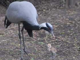Фото Красавка