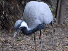 Фото Красавка