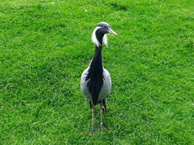 Фото Красавка