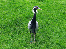 Фото Красавка