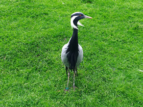 Фото Красавка