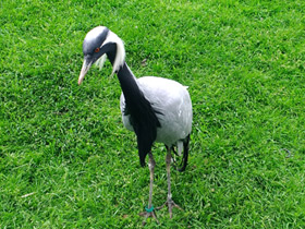 Фото Красавка