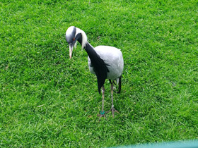 Фото Красавка