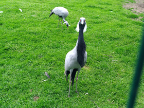 Фото Красавка