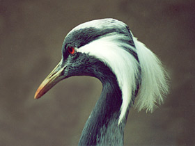 Фото Красавка