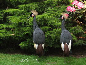 Смотреть фото Венценосный журавль Фото Венценосный журавль