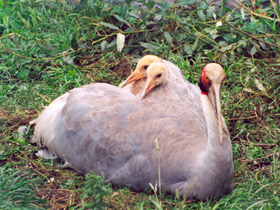 Индийский журавль Индийский журавль