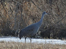 Смотреть фото Канадский журавль Фото Канадский журавль