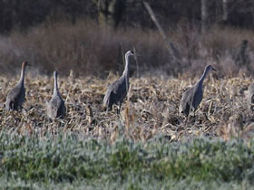 Смотреть фото Канадский журавль Фото Канадский журавль