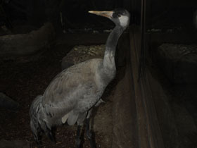 Фото Серый журавль