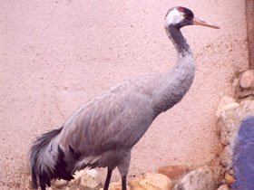 Фото Серый журавль