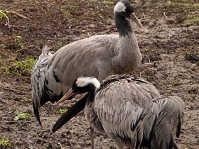Фото Серый журавль