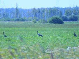 Фото Серый журавль