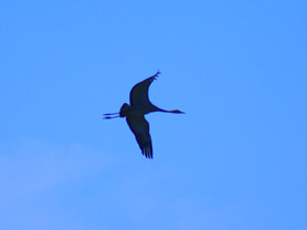 Фото Серый журавль